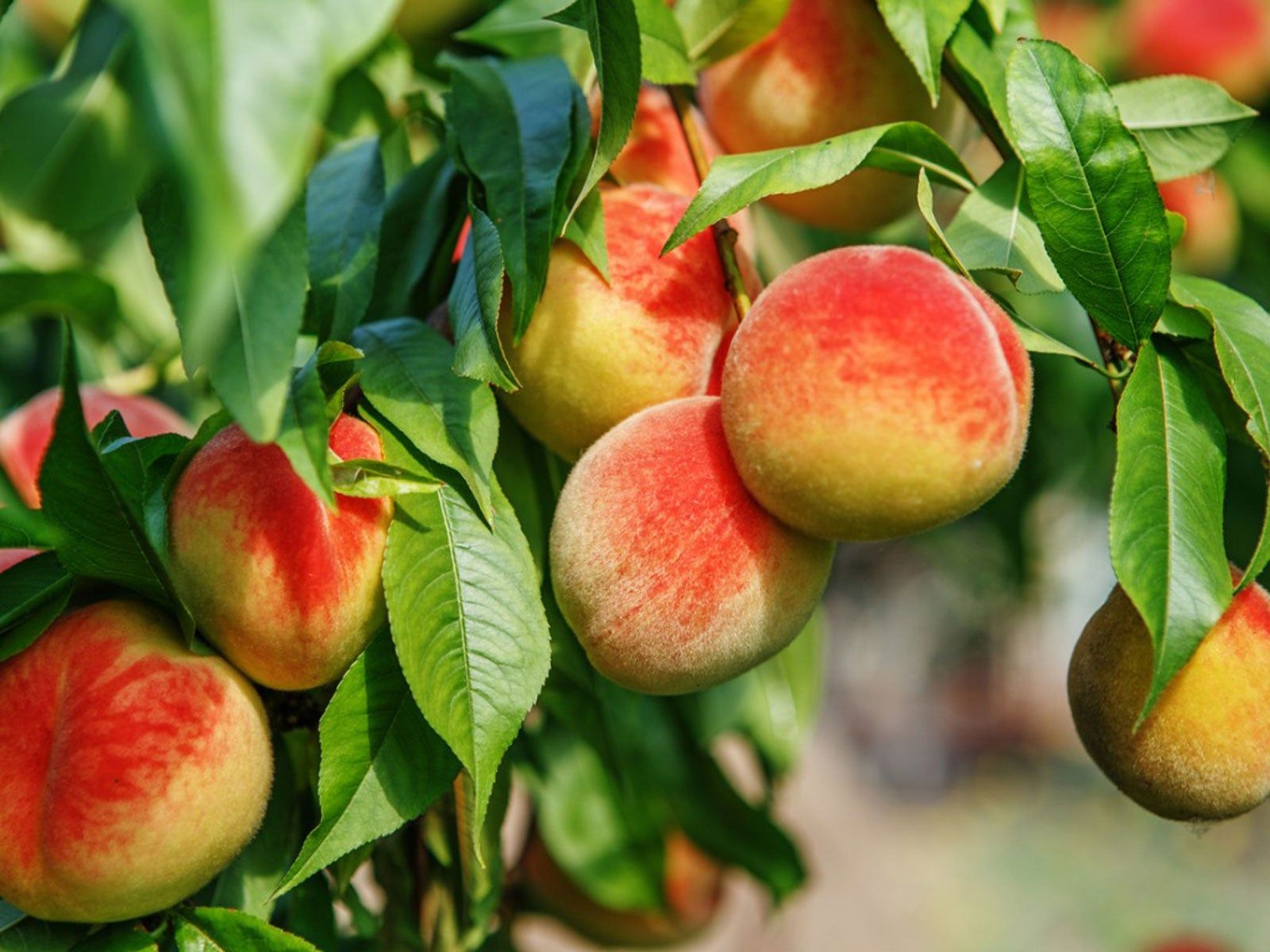 Peach Fruit Seeds Collection for Home Planting Grow Juicy Peaches - Evergrowseeds