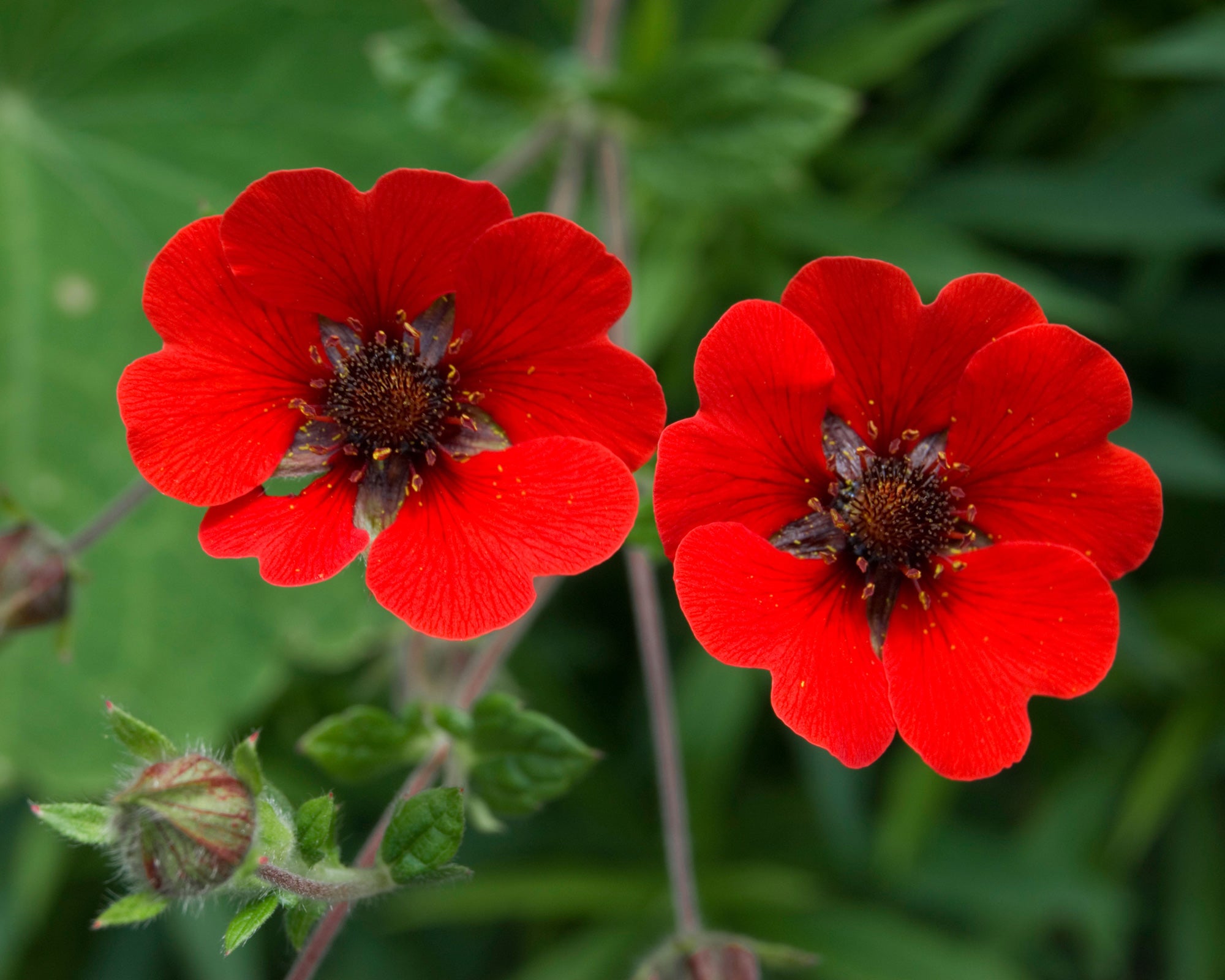 Red Potentilla Atrosanguinea Flower seeds for Planting - Compact Growth, Heirloom & GMO Free Seeds for Home Garden