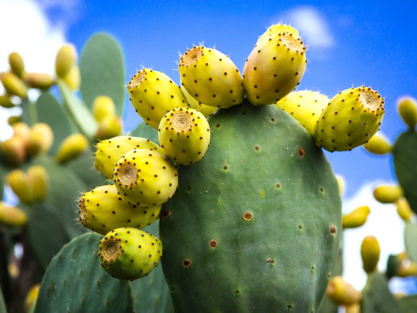 Engelmannii Opuntia Plant Seeds for Easy Planting