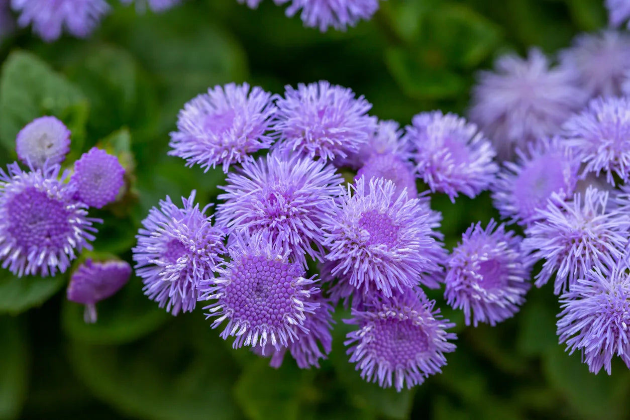 Lilac Purple Flower Planting Seeds - Perennial Garden Blooms - Evergrowseeds