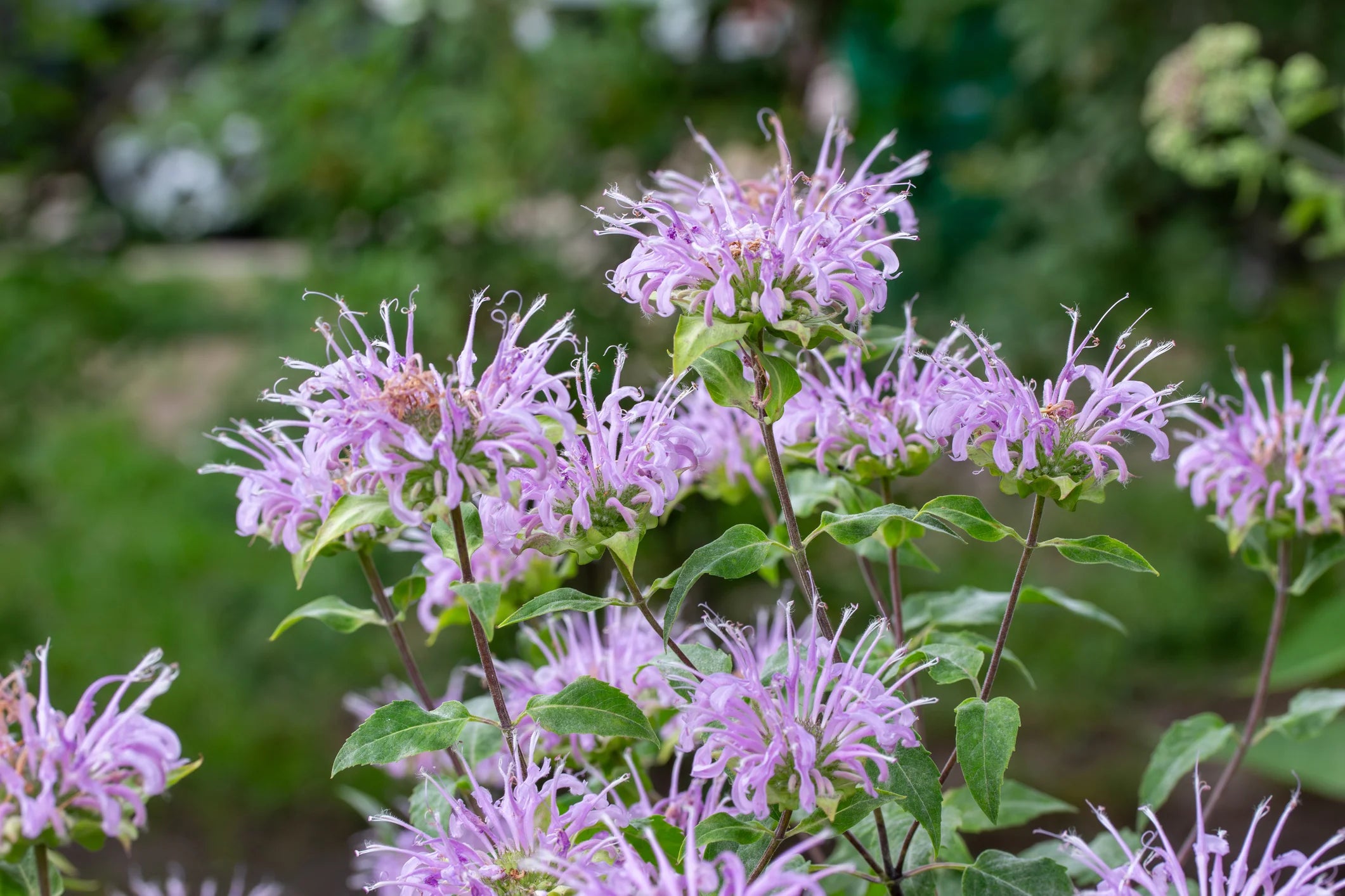 Lavender Lemon Mint Flower seeds for Planting - Low Maintenance, Heirloom & GMO Free Seeds for Home Garden
