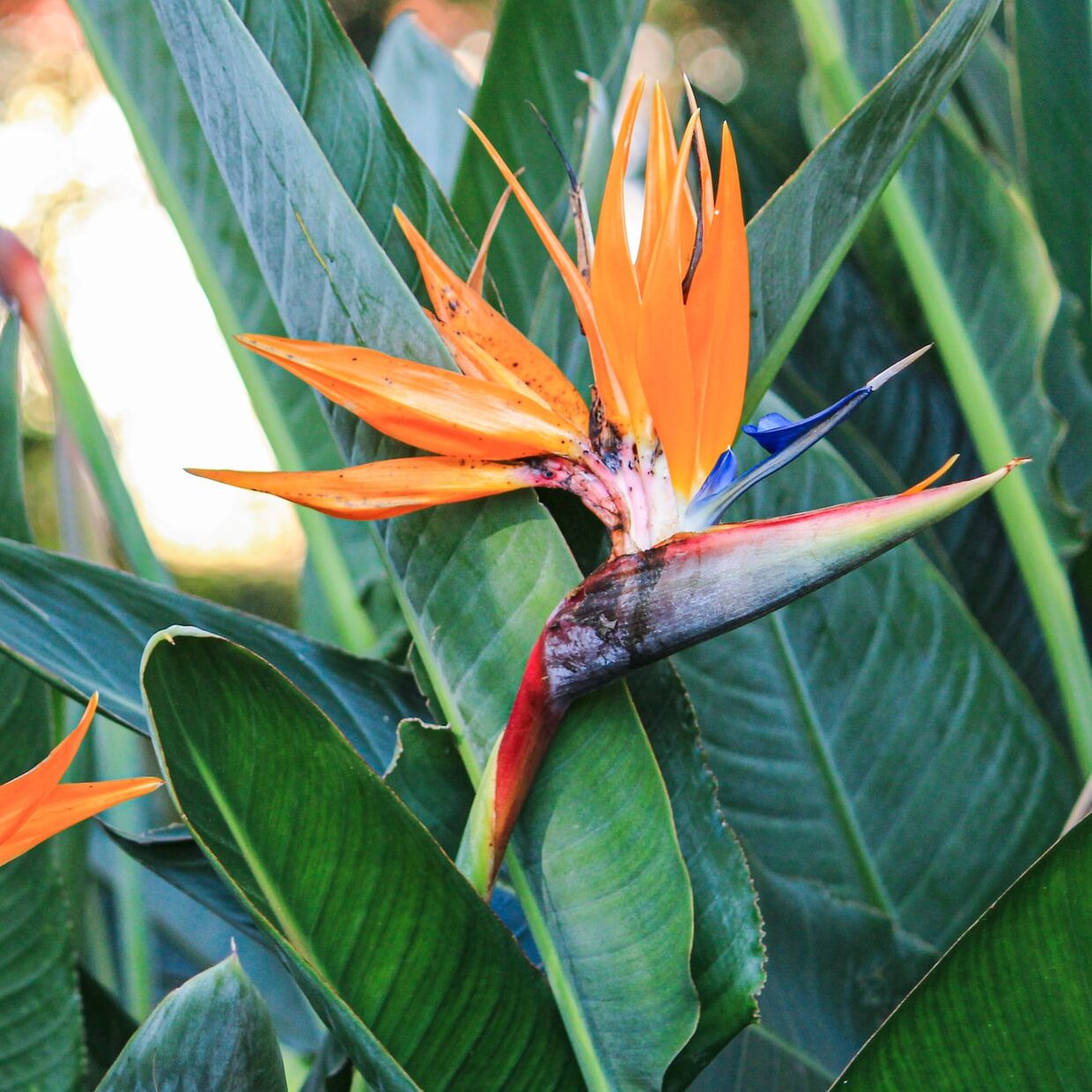 Bird of Paradise Flower Seeds - Exotic Garden Plant for Spring and Summer Planting