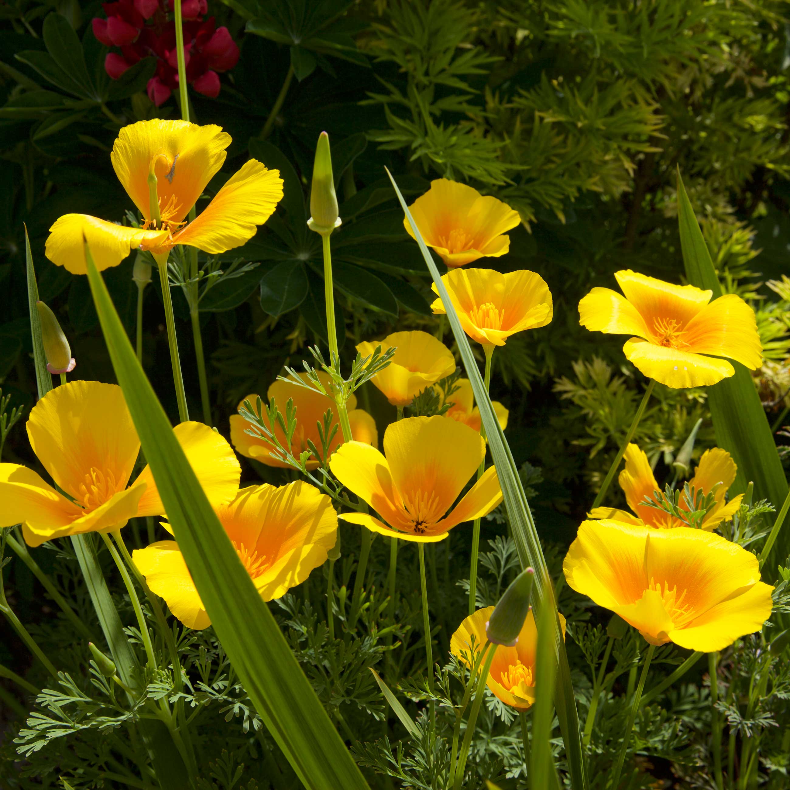Cali Flower seeds for Planting - Wildflower Mix, Heirloom & GMO Free Seeds for Home Garden
