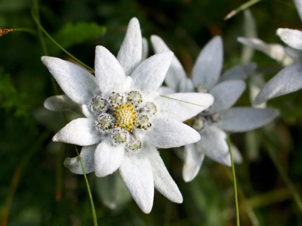White Leontopodium Flower seeds for Planting - Hardy Variety, Heirloom & GMO Free Seeds for Home Garden