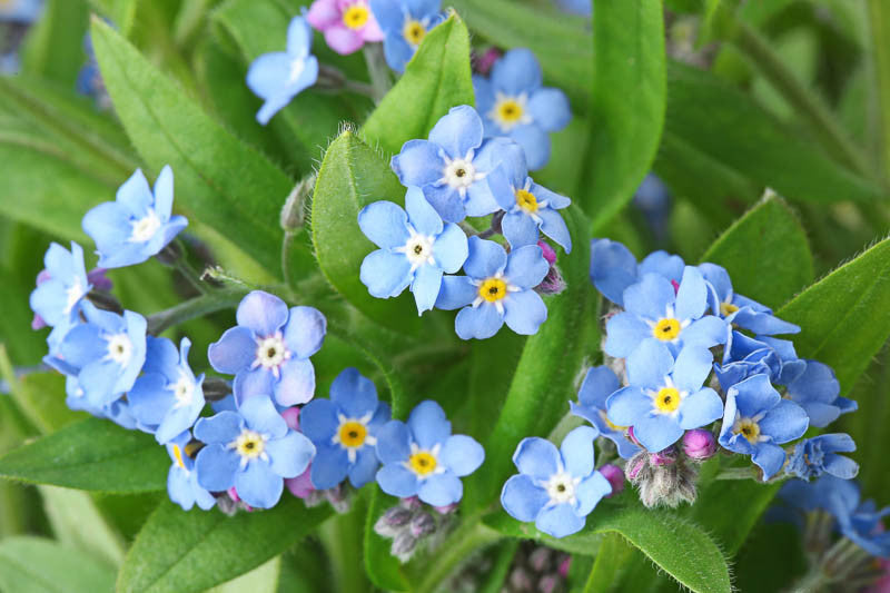 Myosotis Sylvatica Flower seeds for Planting Cottage Garden Essential Heirloom & GMO Free Seeds for Home Garden