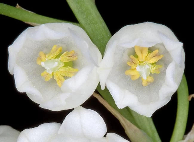 Convallaria Majalis Flower seeds for Planting Wildflower Mix Heirloom & GMO Free Seeds for Home Garden