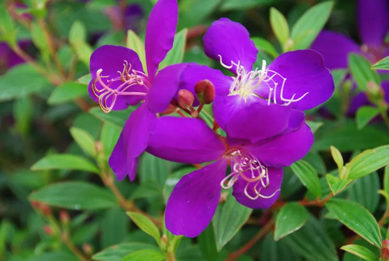 Purple Tibouchina Flower seeds for Planting - Shade Tolerant, Heirloom & GMO Free Seeds for Home Garden
