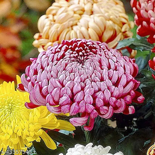 Yellow Red Chrysanthemum Flower seeds for Planting - Seasonal Bloomer, Heirloom & GMO Free Seeds for Home Garden