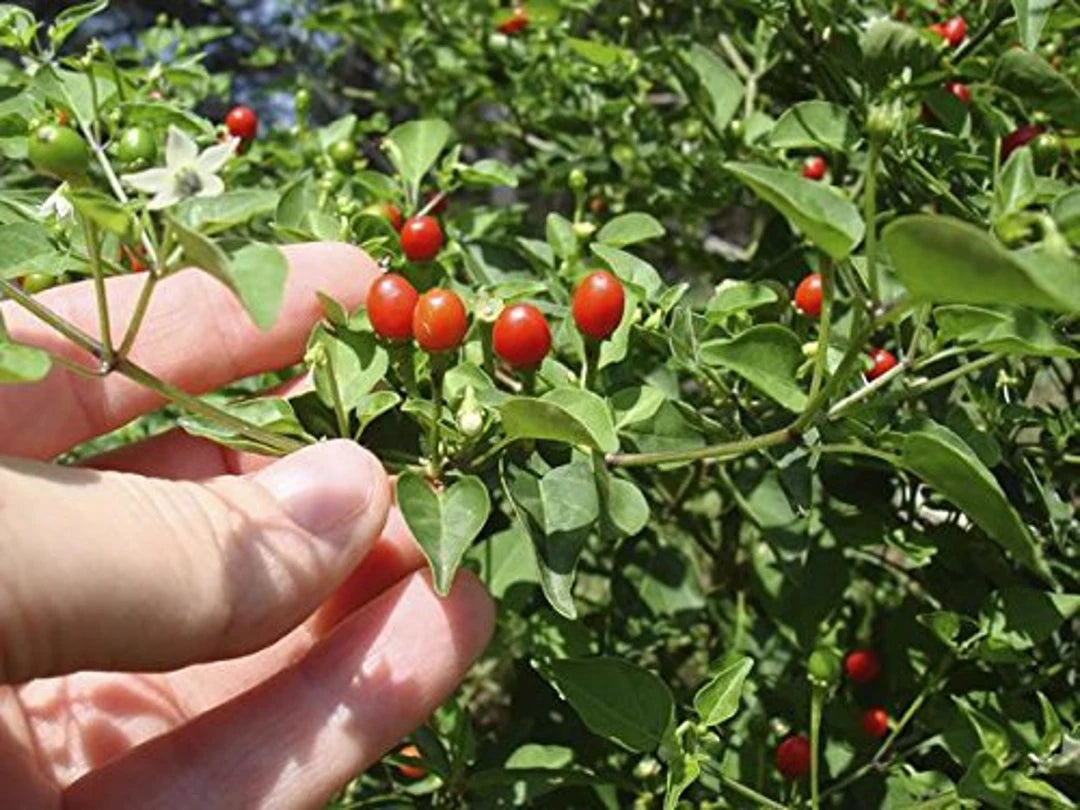 Pequin Vegetable Planting Seeds