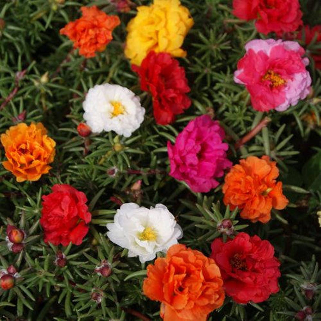 Portulaca Moss Flower seeds blooming in flower beds, containers, borders, and pollinator-friendly gardens