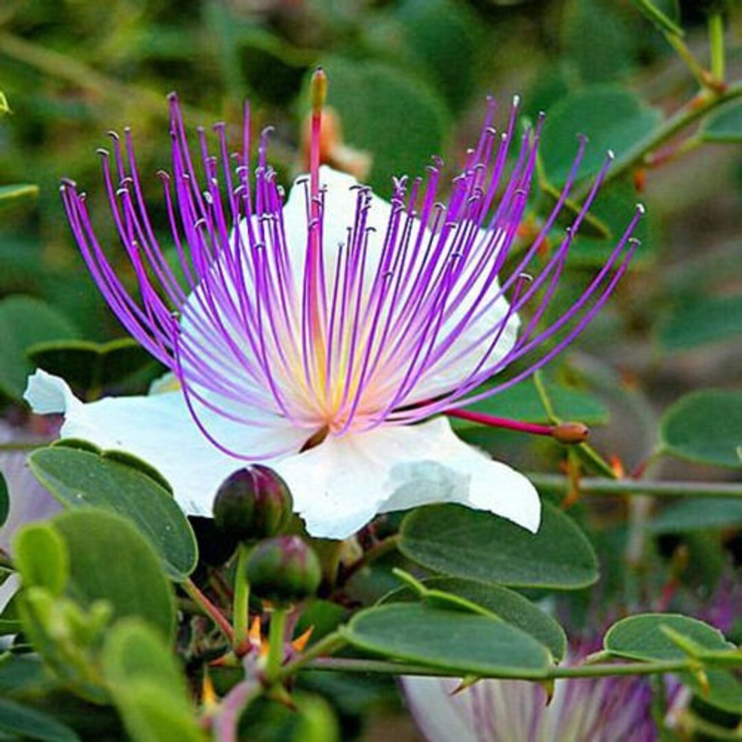 Capparis Flower seeds for Planting - Pollinator Friendly, Heirloom & GMO Free Seeds for Home Garden
Sale seeds for home garden