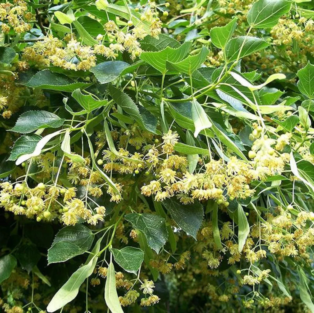 Green Linden Tree Seeds for Planting Grow Majestic Trees in Your Garden