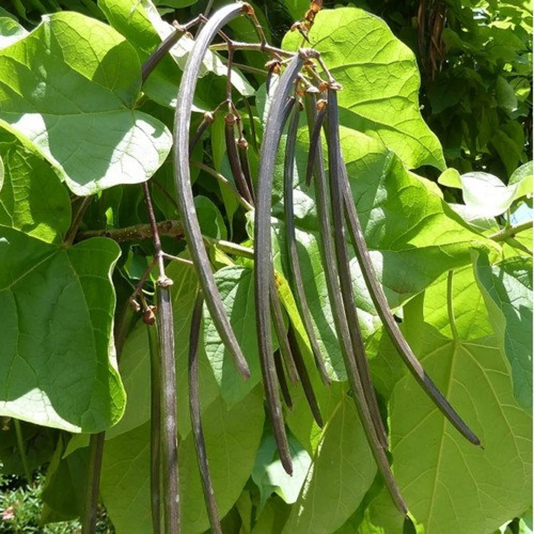 Green Catalpa Bignonioides Seeds for Planting