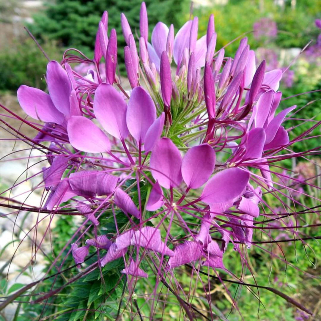 Pink Hatiora Rosea Planting Seeds - Beautiful Perennial Flower Seeds - Evergrowseeds