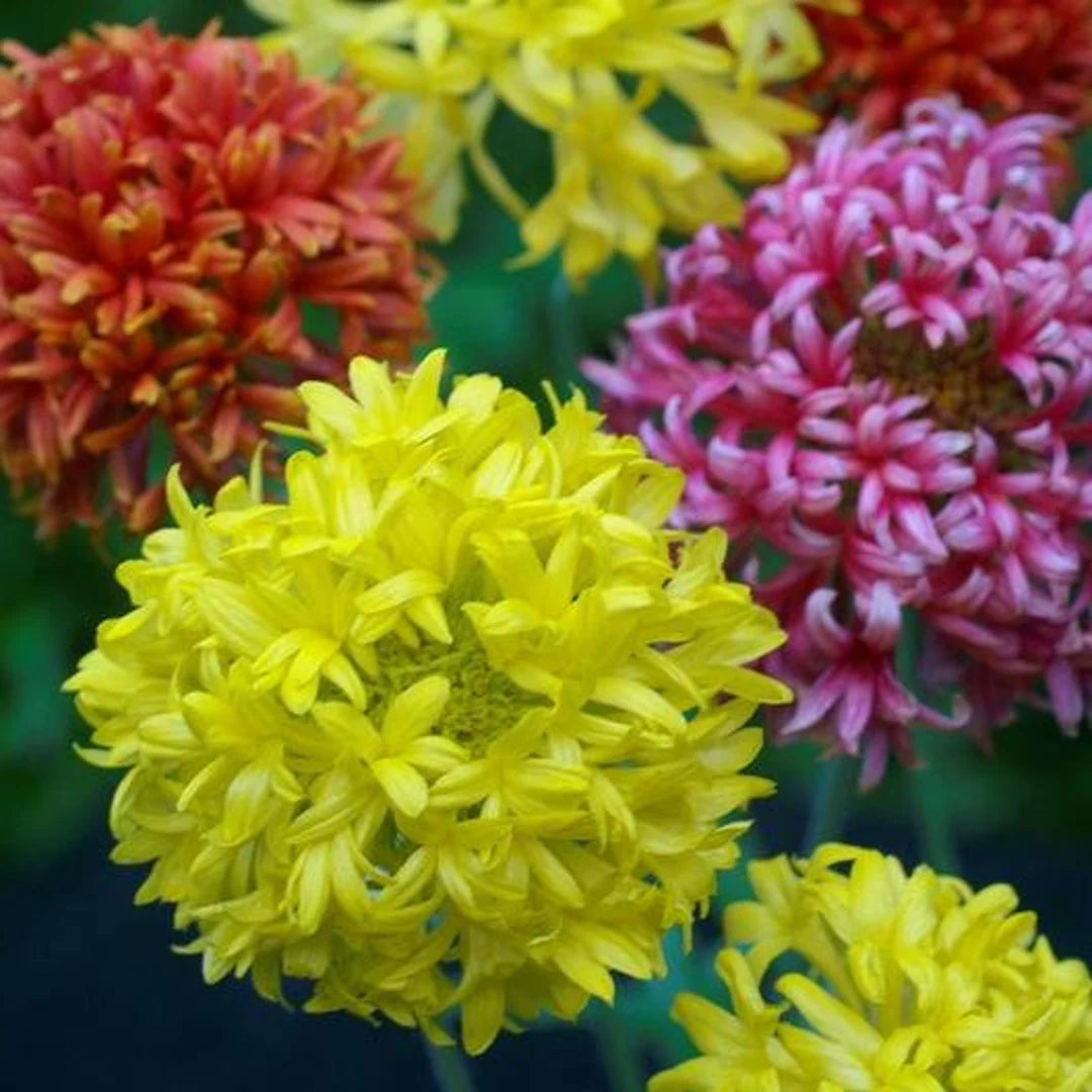 Mixed Gaillardia Lorenziana Flower seeds for Planting - Long Bloom Season, Heirloom & GMO Free Seeds for Home Garden
