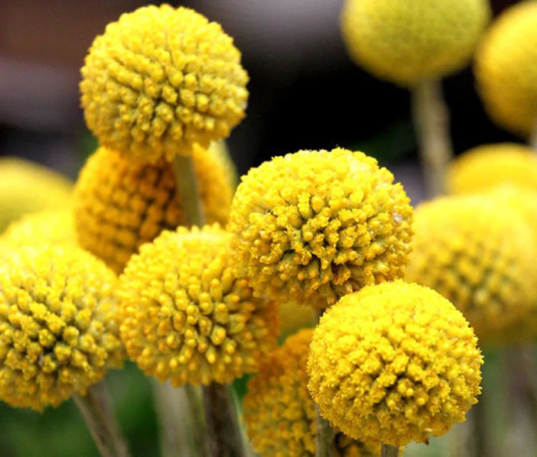Yellow Balls or Craspedia Flower seeds for Planting - Seasonal Bloomer, Heirloom & GMO Free Seeds for Home Garden
Sale seeds for planting in home garden
