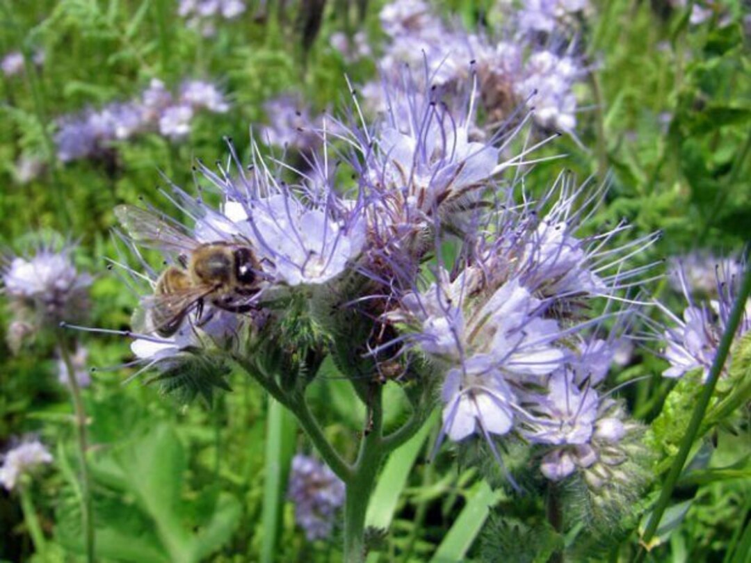 Fiddleneck Flower seeds for Planting - Hardy Variety, Heirloom & GMO Free Seeds for Home Garden