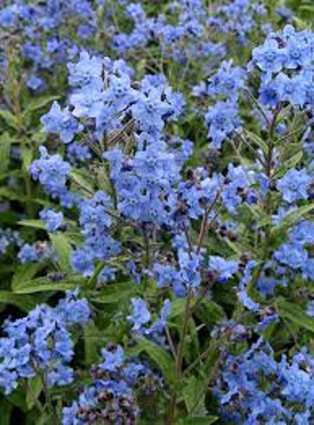Blue Cynoglossum Amabile Flower seeds for Planting - Cottage Garden Essential, Heirloom & GMO Free Seeds for Home Garden
Sale for planting in home garden.