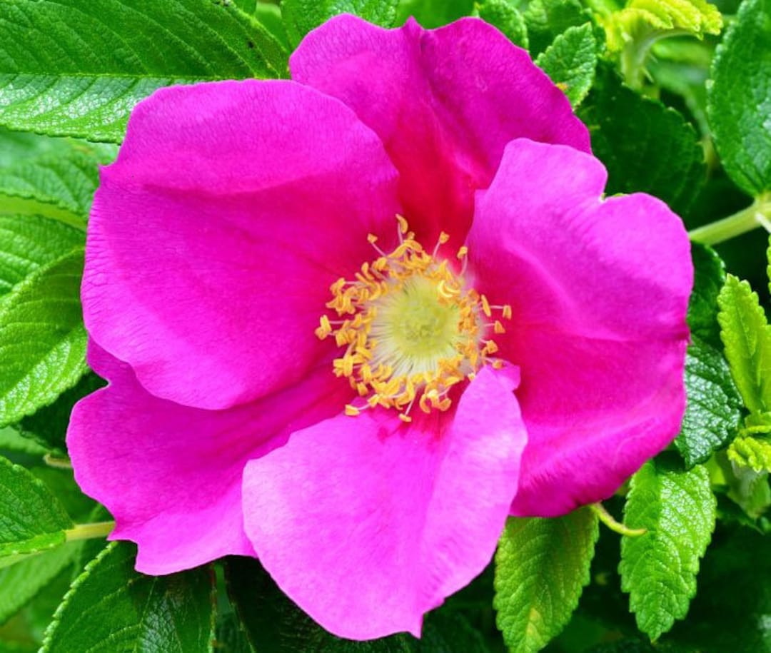 Rugosa Flower seeds for Planting - Compact Growth, Heirloom & GMO Free Seeds for Home Garden