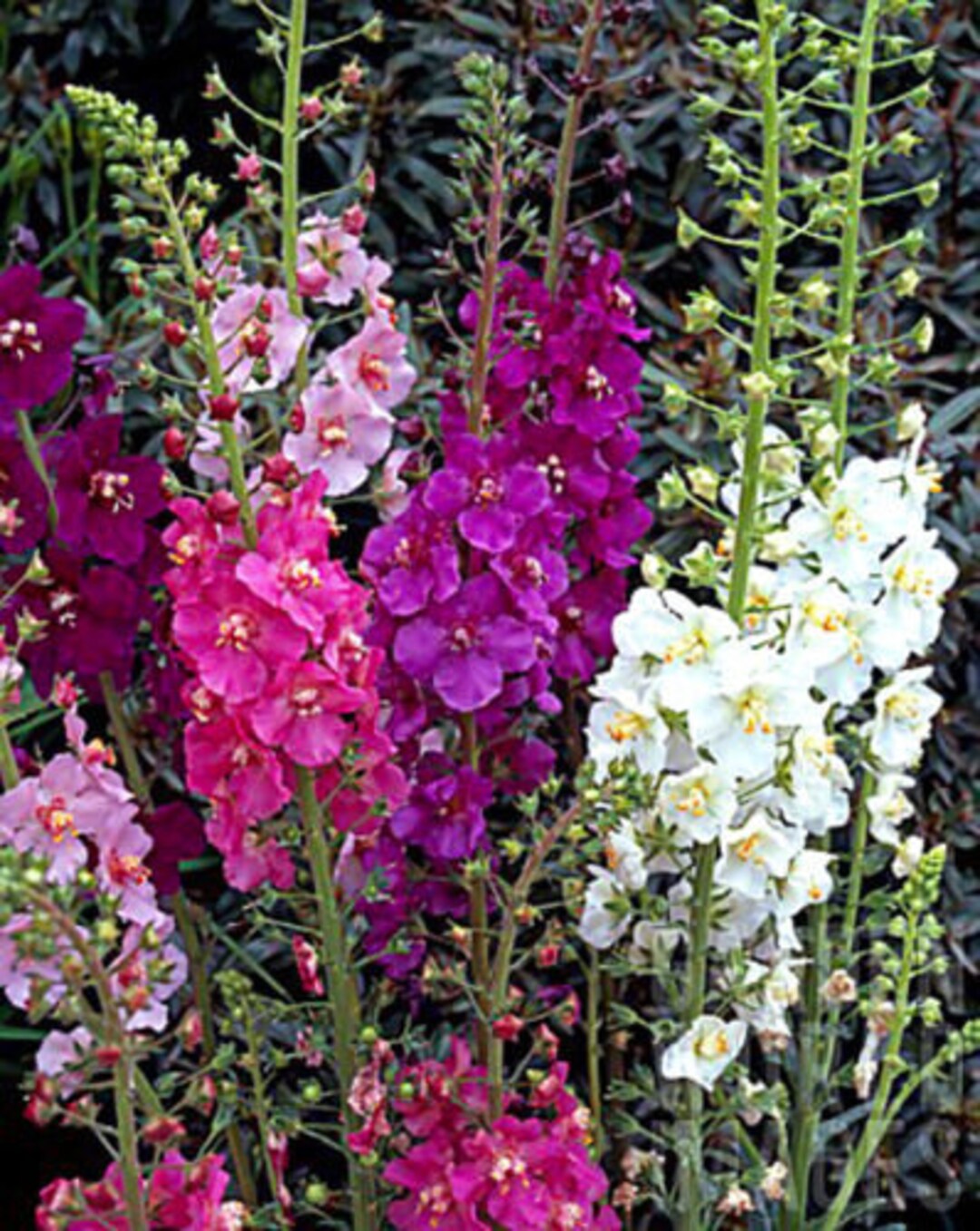 Oxtail Verbascum Flower seeds for Planting Premium Quality Heirloom & GMO Free Seeds for Home Garden
