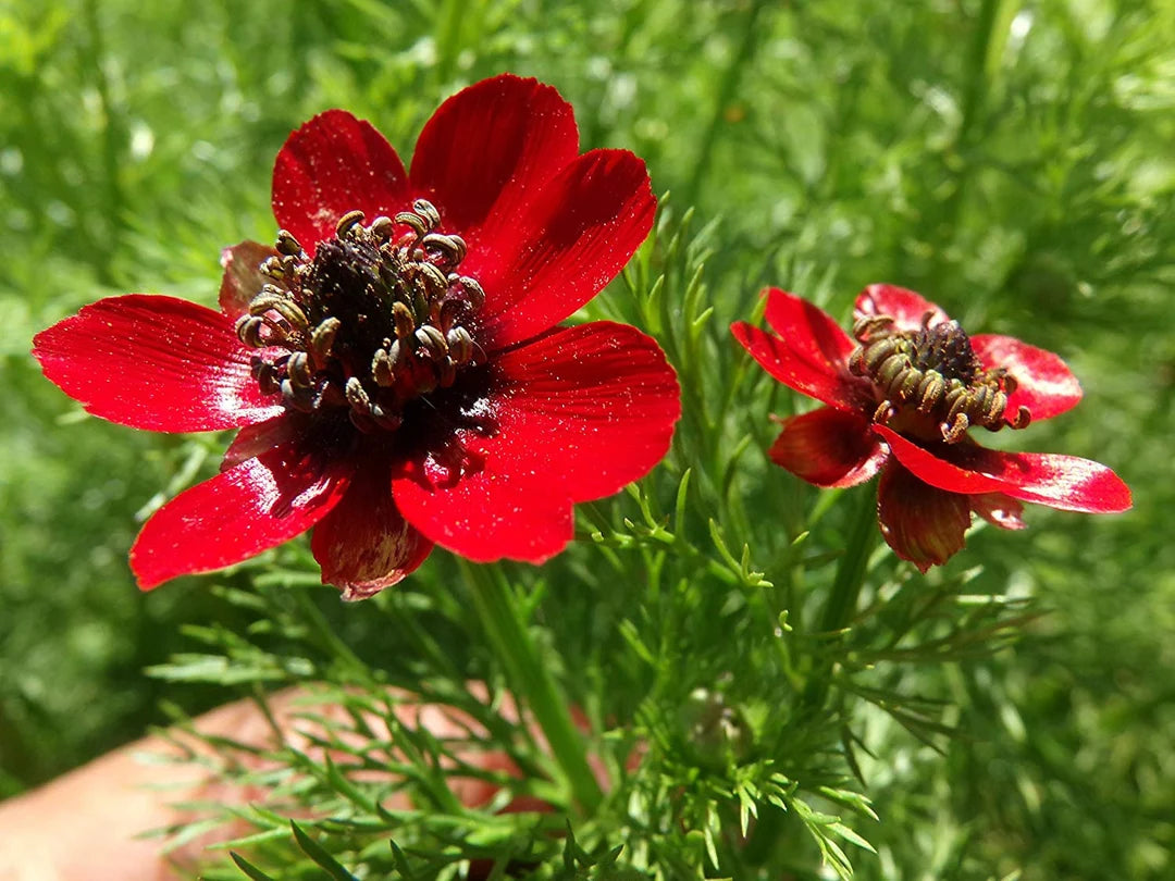 Red Adonis Aestiva Seeds for Striking Red Flowers