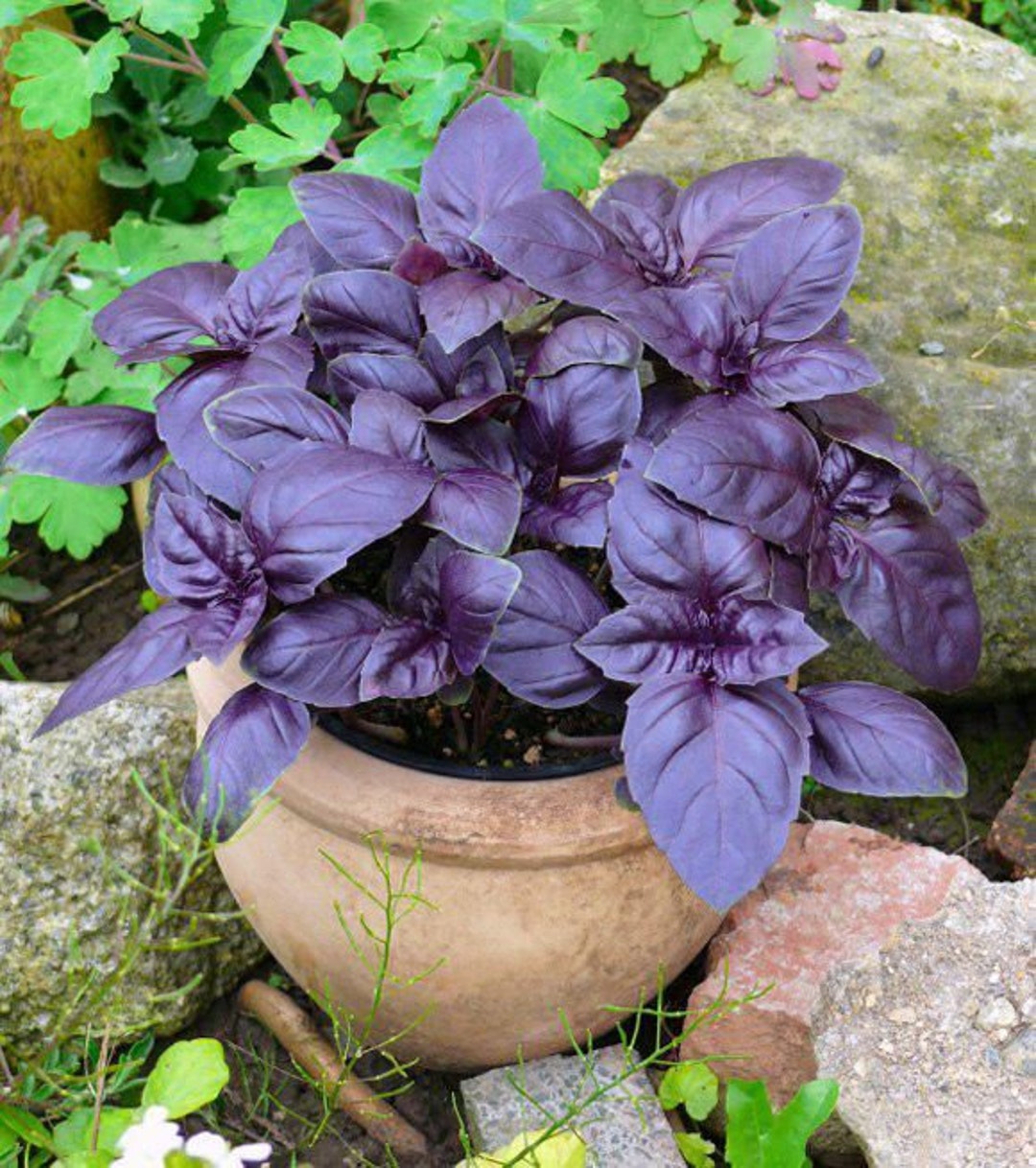Purple Basil Seeds for Fragrant, Colorful Basil