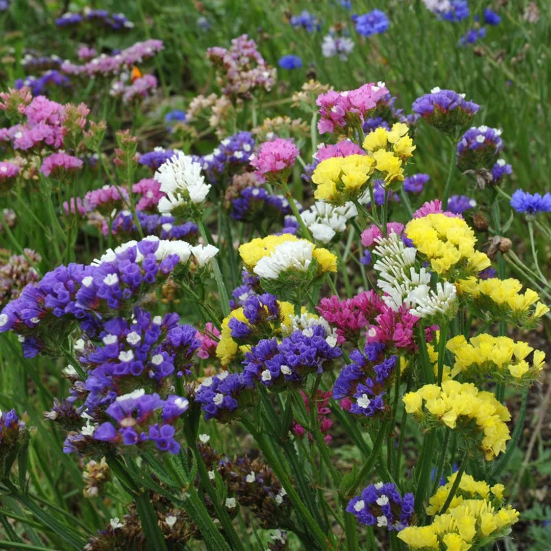 Mixed Limonium Seeds for Planting Colorful Annual Flowers Heirloom Non-GMO Seeds