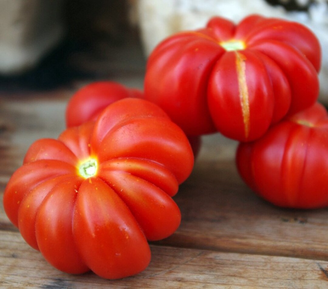 Red Sicilian Togetta Vegetable Seeds - Planting Guide