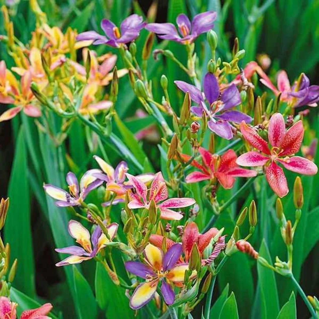 Pardancanda (Pardancanda Flower) seeds for planting in home garden