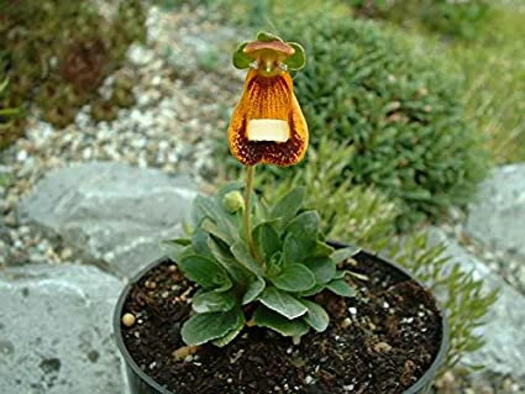 Calceolaria Uniflora Flower Seeds for Planting Unique and Vibrant Blooms Heirloom Non-GMO Seeds