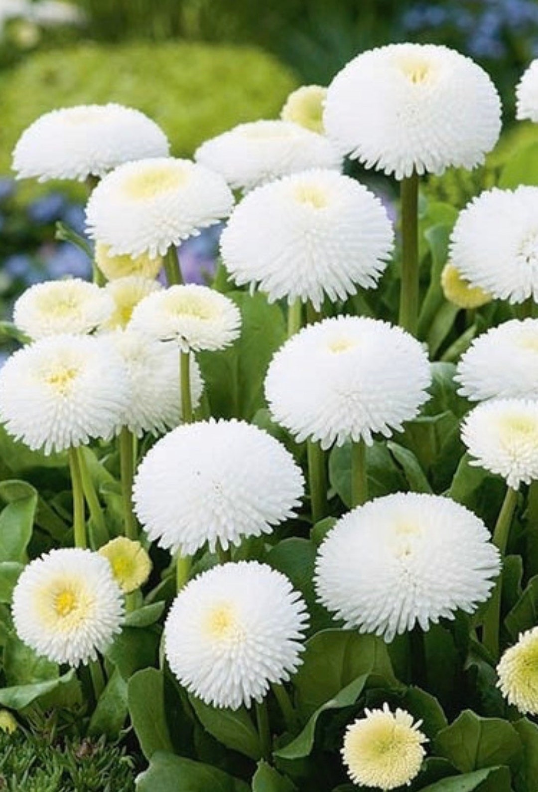 White Bellis Flower seeds for Planting - Cottage Garden Essential, Heirloom & GMO Free Seeds for Home Garden
Sale seeds for planting in home garden