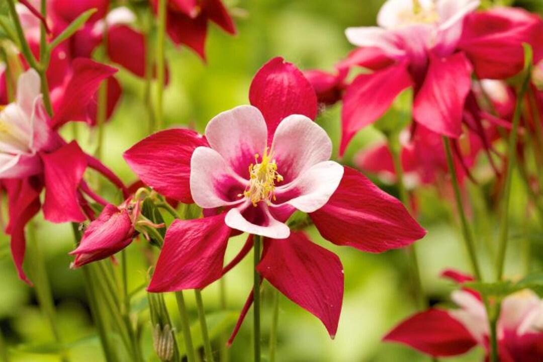Red Green Aquilegia Flower Seeds for Planting Compact Growth Heirloom & GMO Free Seeds for Home Garden
Sale