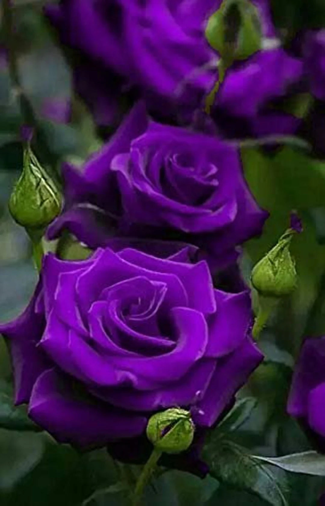 Thick Purple Flower seeds for Planting - Fragrant Blossoms, Heirloom & GMO Free Seeds for Home Garden
