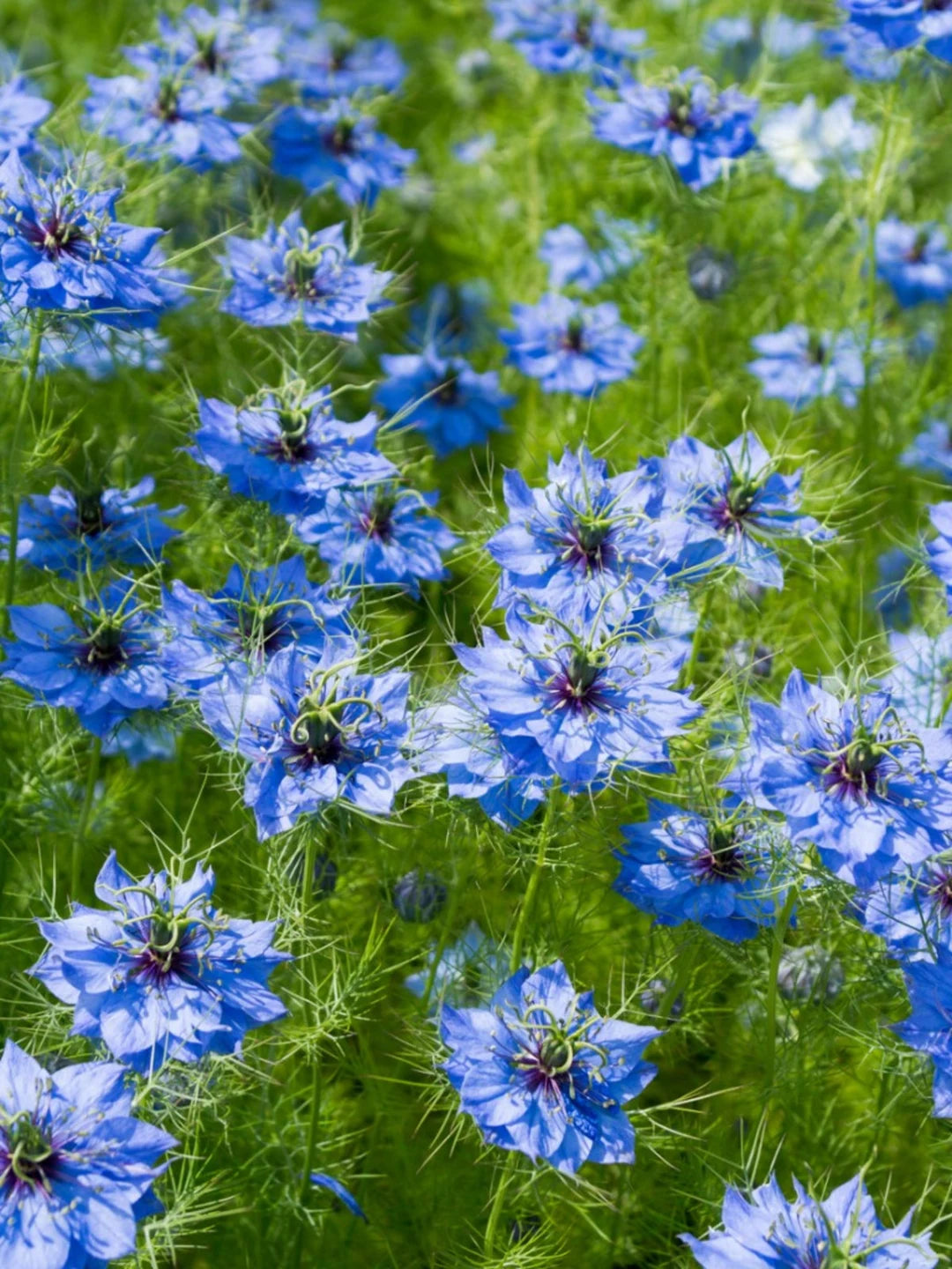 Blue Nigella Jekyll Flower seeds for Planting - Bright Blooms, Heirloom & GMO Free Seeds for Home Garden