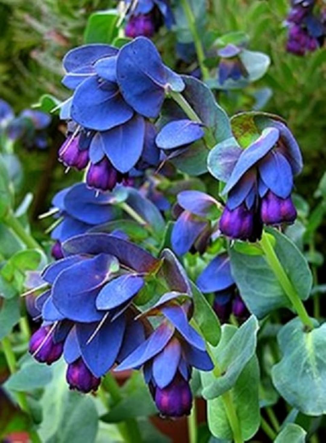 Blue Shrimp Flower seeds for Planting - Seasonal Bloomer, Heirloom & GMO Free Seeds for Home Garden