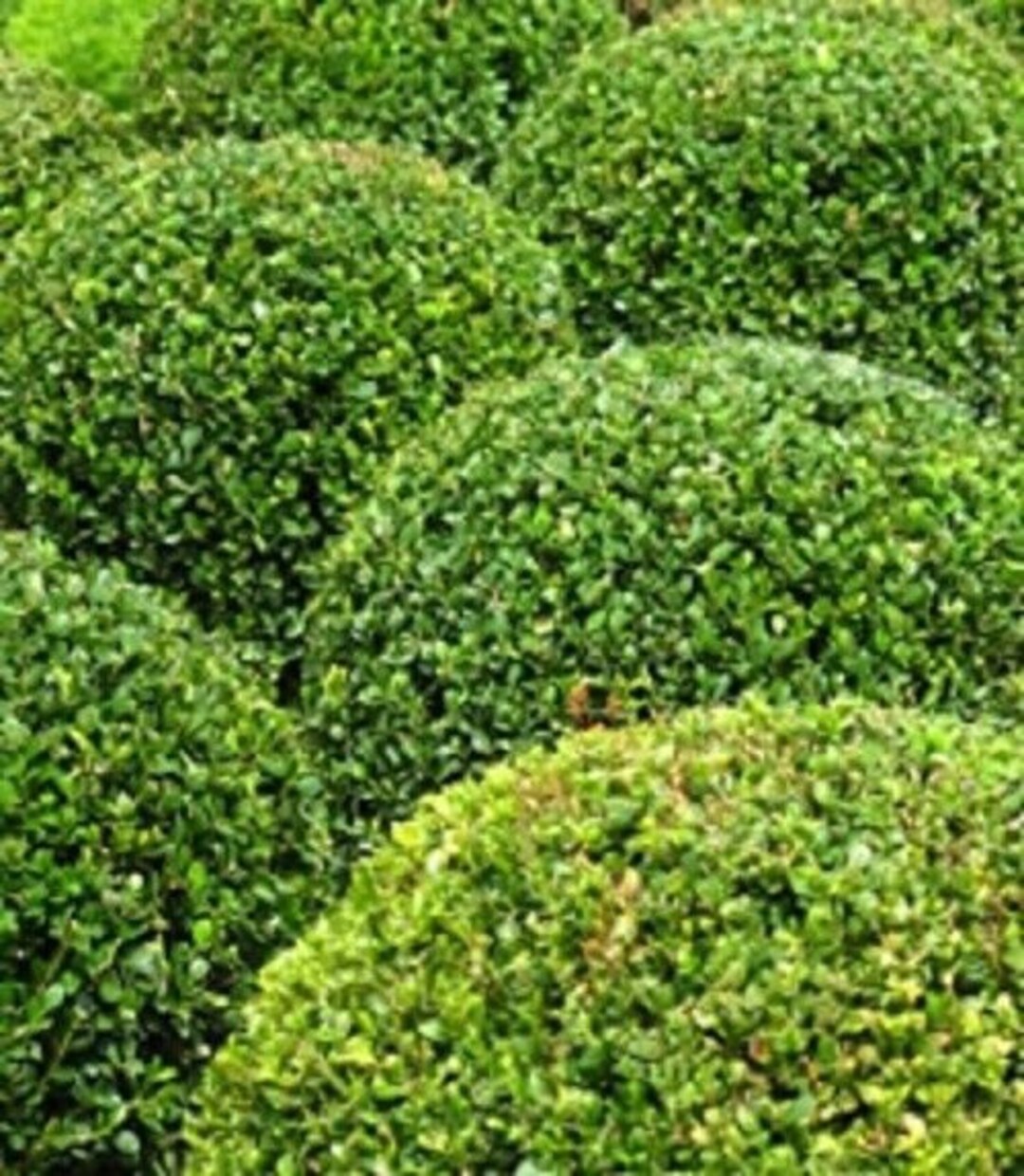 Buxus Sempervirens Flower seeds for Planting - Vibrant Colors, Heirloom & GMO Free Seeds for Home Garden
Sale for planting in home garden.