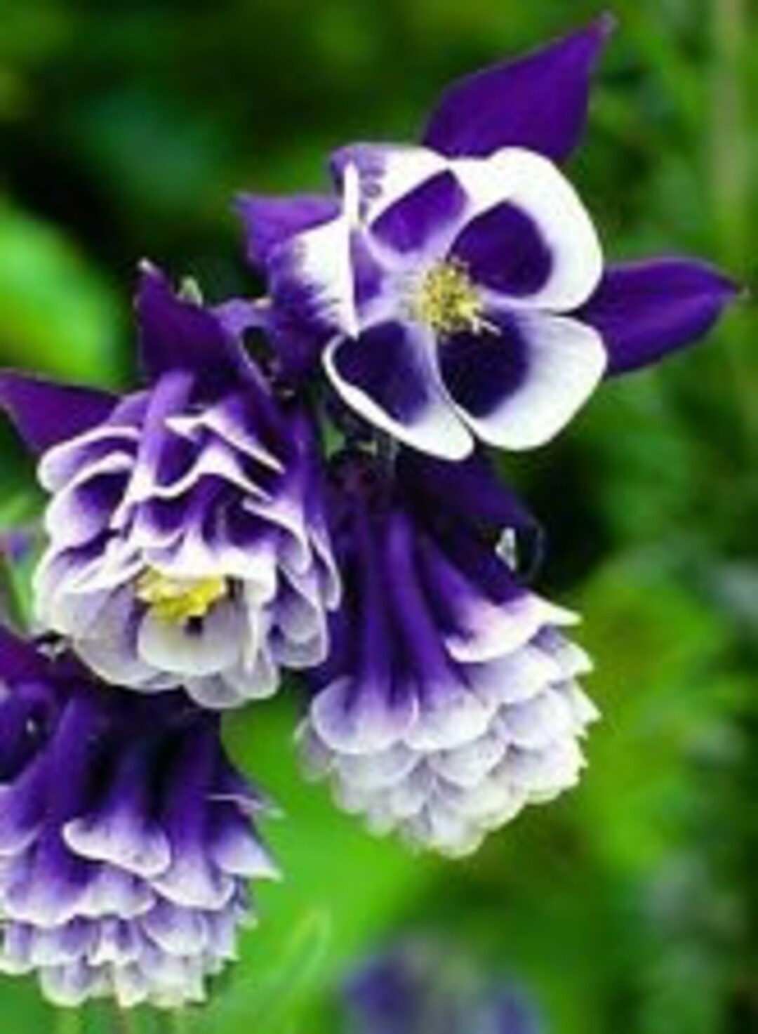 White Violet Aquilegia Flower seeds for Planting - Premium Quality, Heirloom & GMO Free Seeds for Home Garden