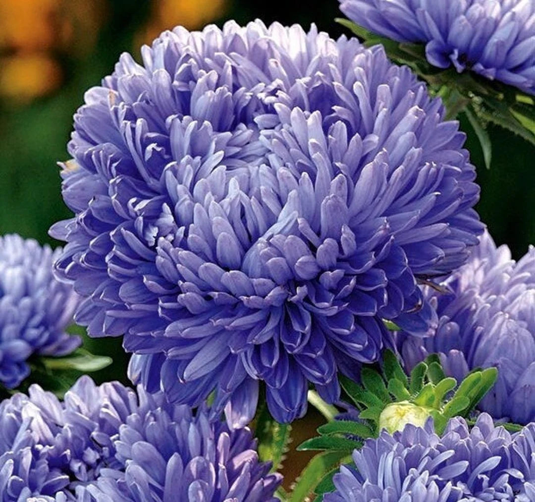 Blue White Aster Flower Seeds for Planting Vibrant Colors Heirloom & GMO Free Seeds for Home Garden
Sale