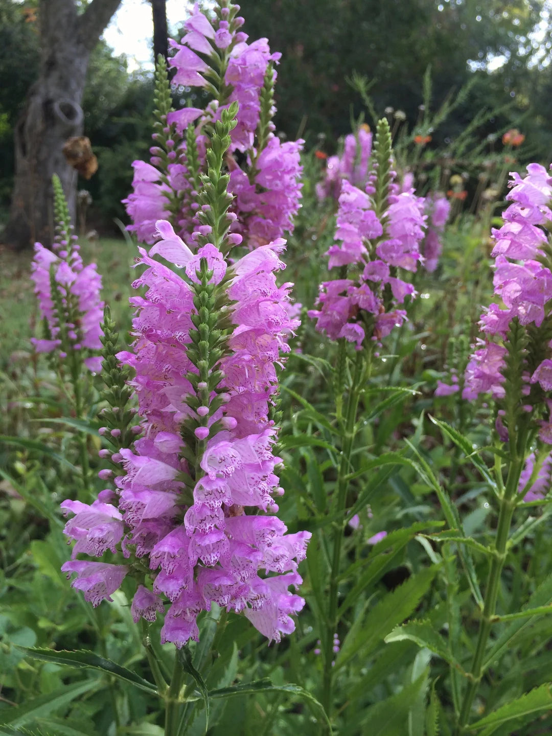 Pink Physostegia Flower seeds for Planting - Bright Blooms, Heirloom & GMO Free Seeds for Home Garden