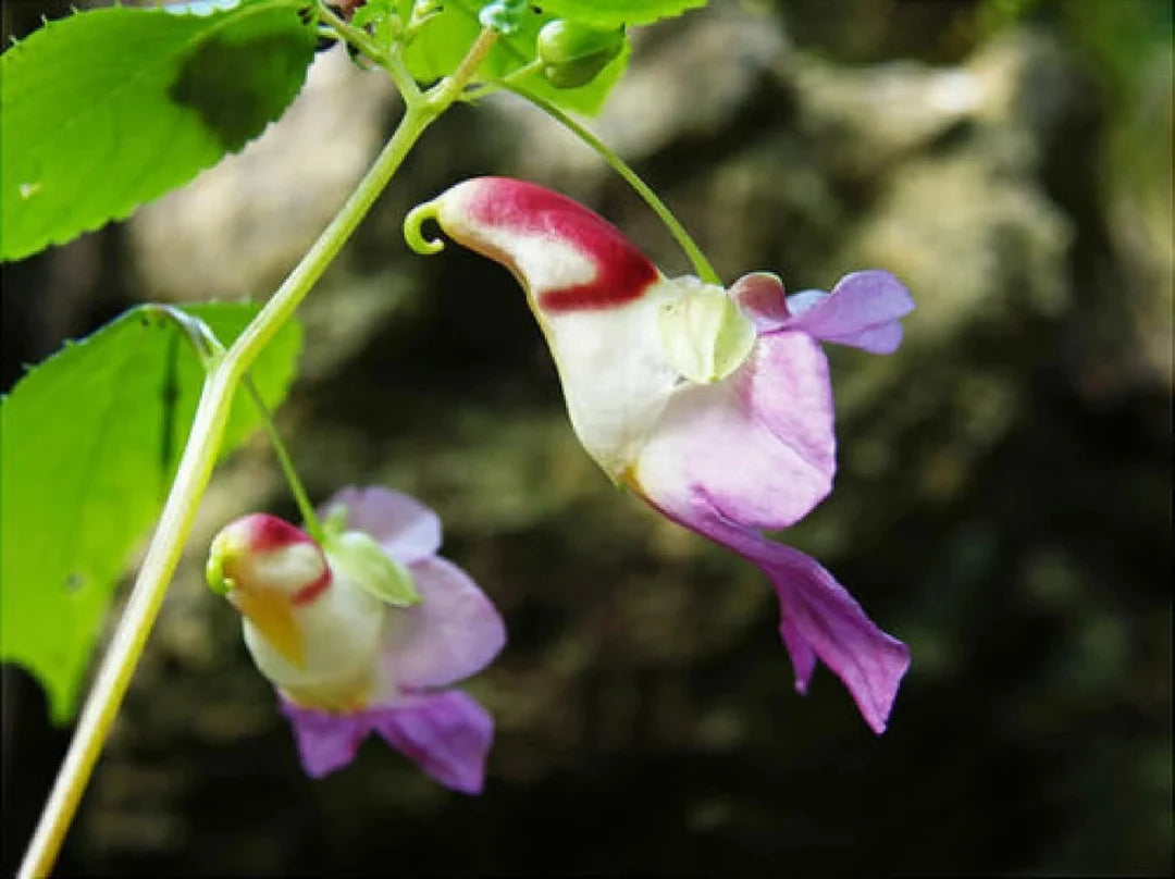 Parrot Orchid Flower seeds for Planting - Shade Tolerant, Heirloom & GMO Free Seeds for Home Garden
