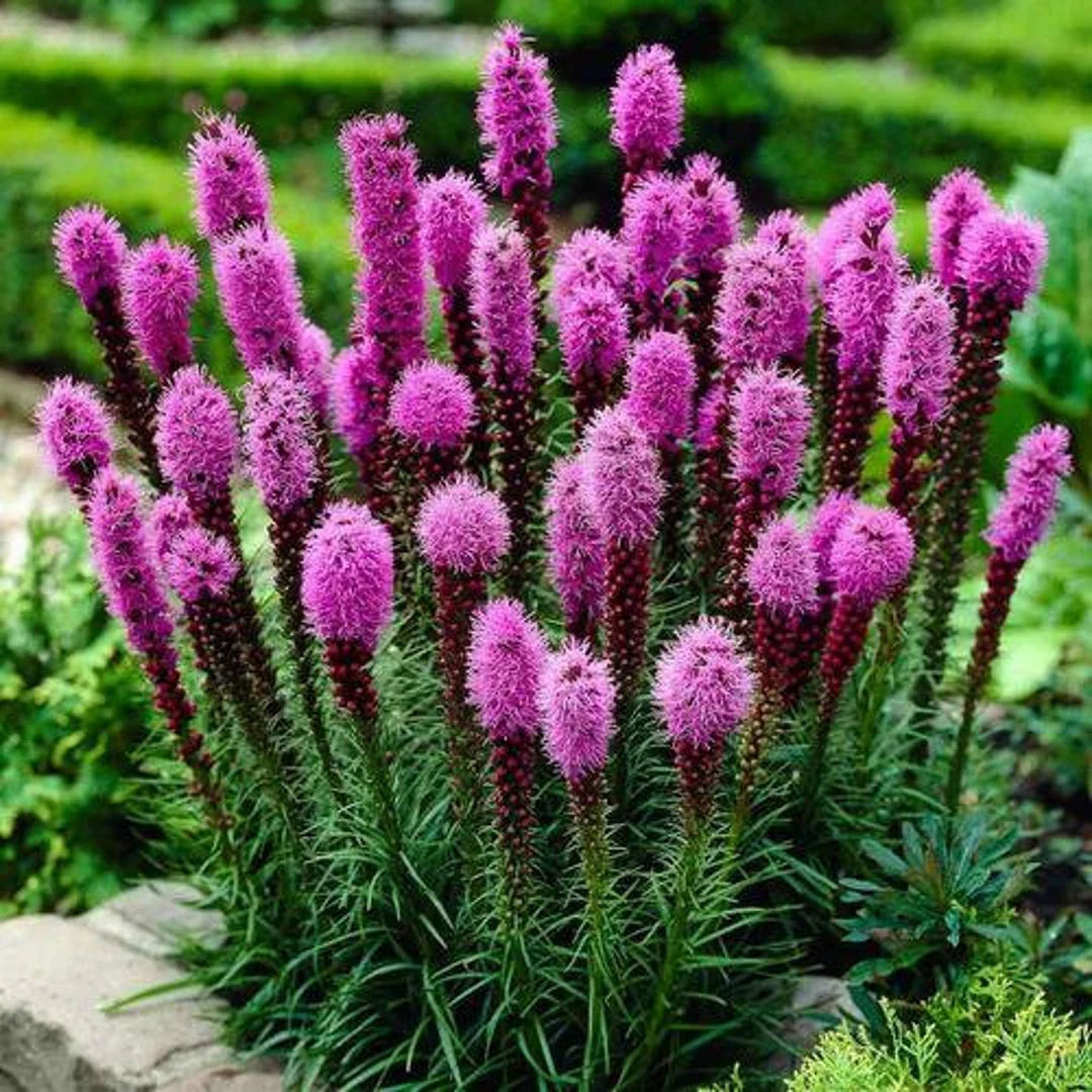 Prairie (Prairie Blazing) seeds for planting in home garden