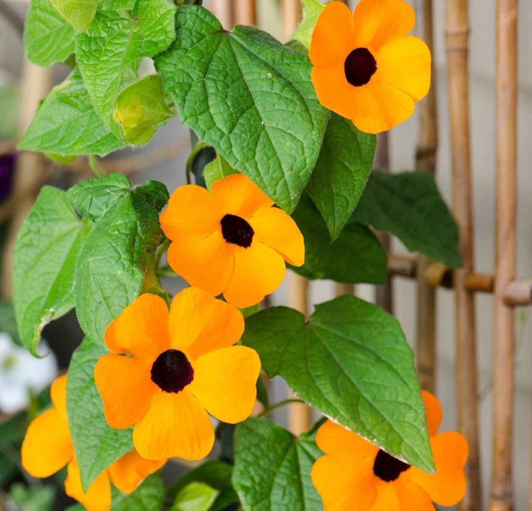 Susan Flower seeds for Planting - Drought Tolerant, Heirloom & GMO Free Seeds for Home Garden