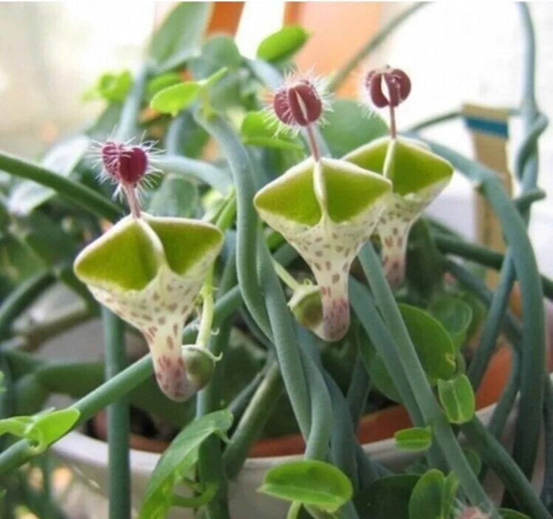 Ceropegia Flower seeds for Planting - Easy to Grow, Heirloom & GMO Free Seeds for Home Garden
Sale seeds for planting in home garden
