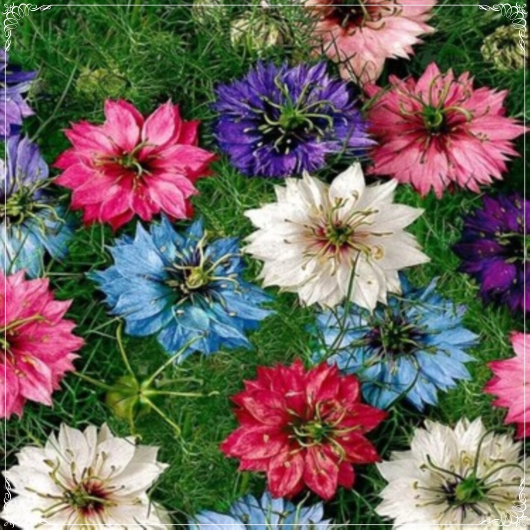 Damascena Flower seeds for Planting - Hardy Variety, Heirloom & GMO Free Seeds for Home Garden