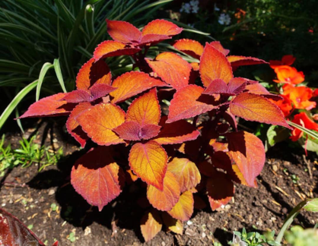 Orange Coleus Flower seeds for Planting Hardy Variety Heirloom & GMO Free Seeds for Home Garden
Sale for planting in home garden