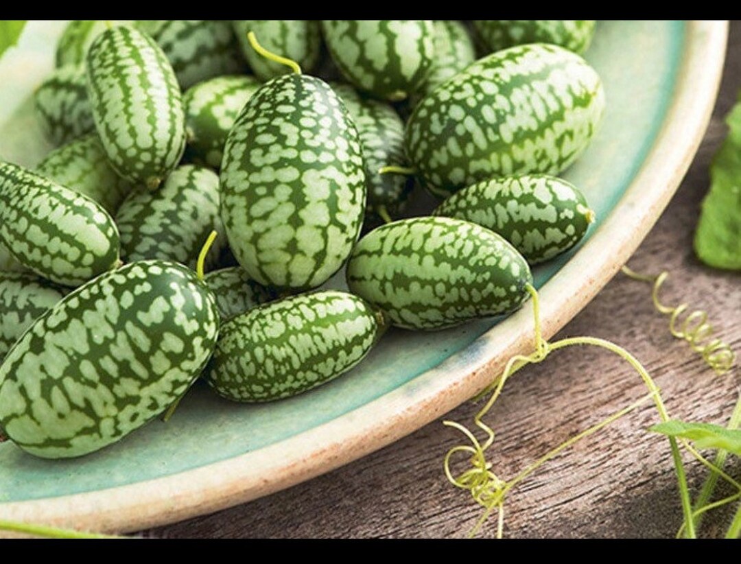 Green Gherkin Watermelon Seeds for Planting