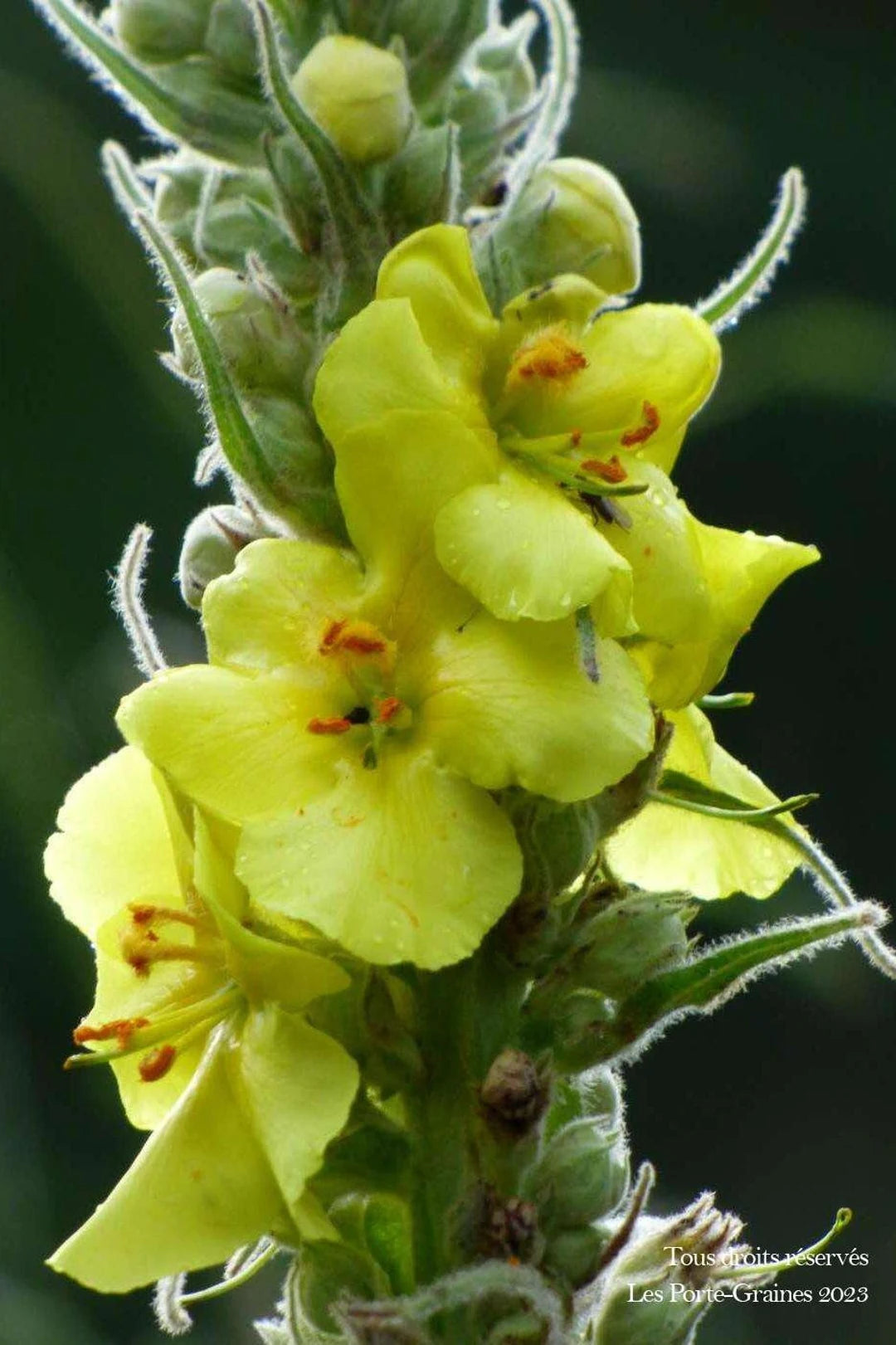 Green Verbascum Thapsus Flower seeds for Planting - Low Maintenance, Heirloom & GMO Free Seeds for Home Garden