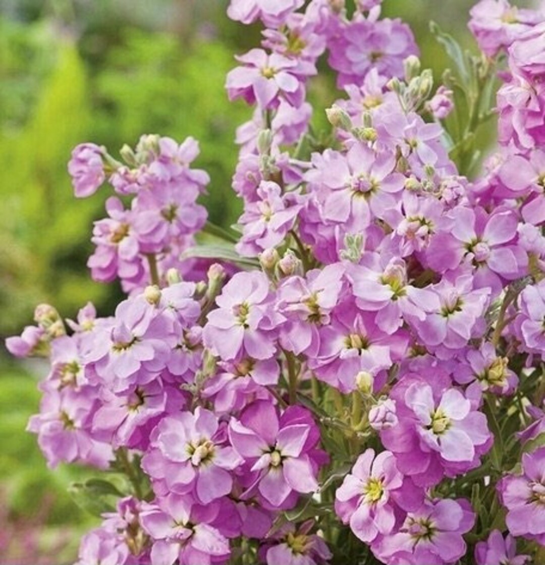 Purpur Stock Matthiola Abend oder Nacht Seeds for Fragrant, Purple Blooms growing in home gardens, containers, raised beds, and outdoor landscapes