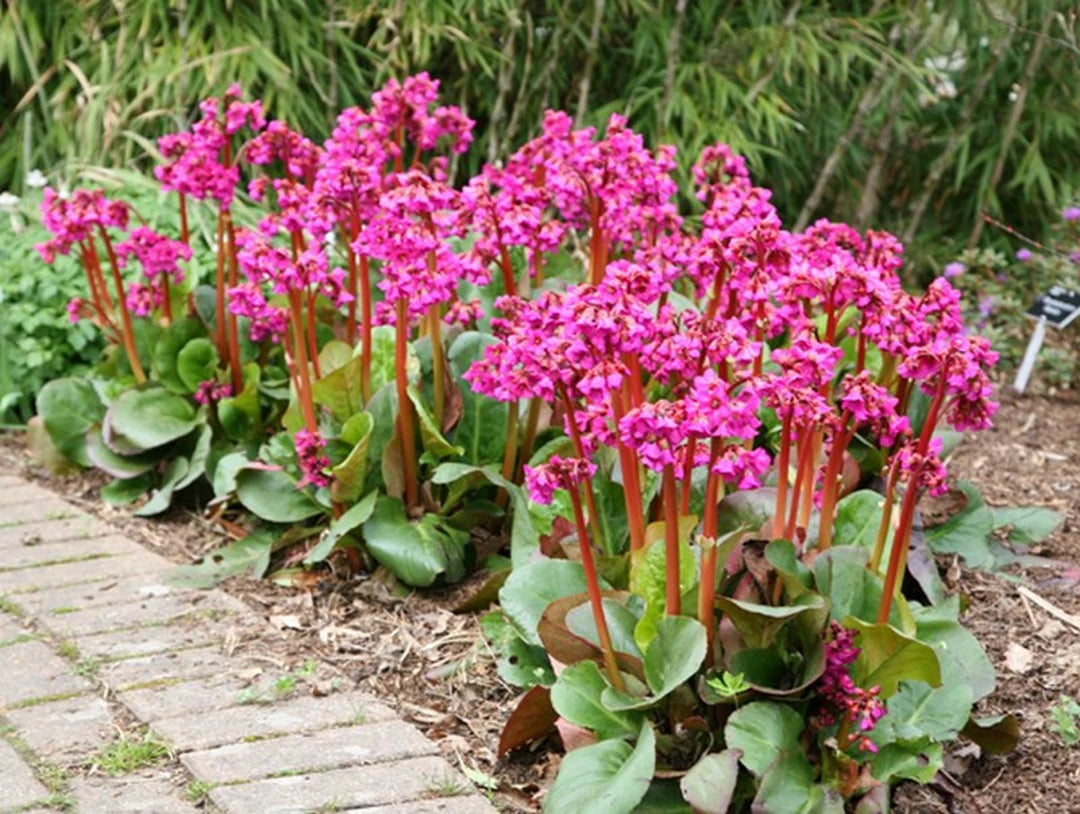 Mixed Bergenia Cordifolia Flower Planting Seeds - Perennial Seeds for Vibrant Garden Blooms