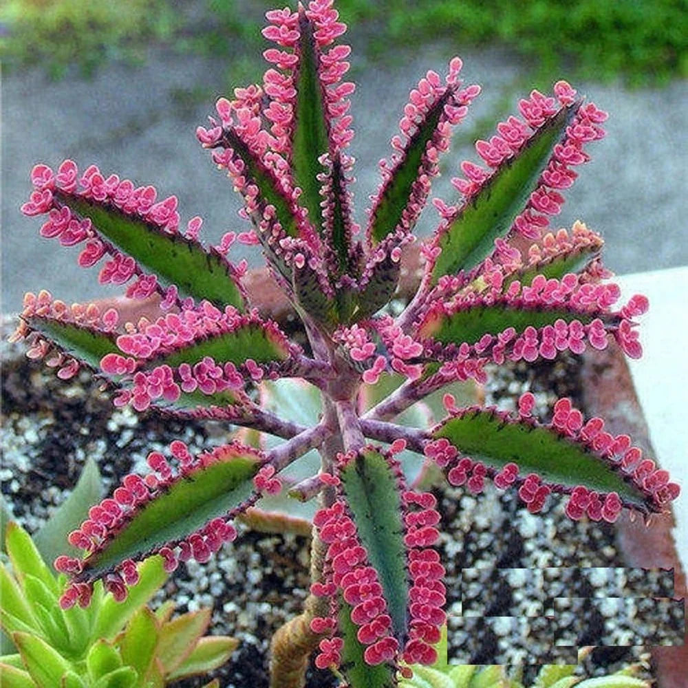 Brown Kalanchoe Seeds for Planting - Bonsai Flower Variety